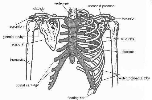 Appendicular Skeleton Pectoral Girdle -