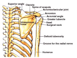 Appendicular Skeleton Pectoral Girdle Posterior View First