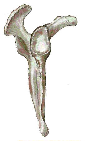 Appendicular Skeleton Right Scapula-Lateral View Acromion process