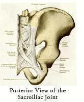 Appendicular Skeleton Pelvic Girdle Posterior View Last lumbar
