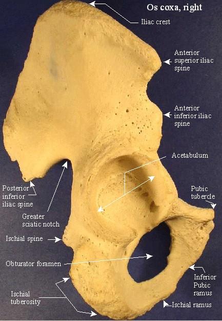 Appendicular Skeleton The Right Coxa Iliac crest Iliac fossa Anterior superior iliac spine Anterior inferior iliac spine Superior ramus of the