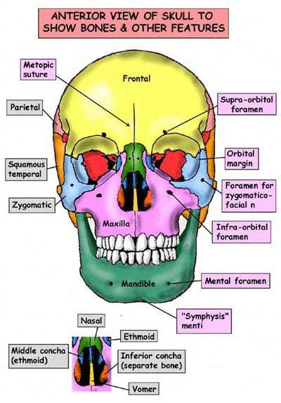 Axial Skeleton Anterior View of the Adult Skull 1. Frontal bone 2.