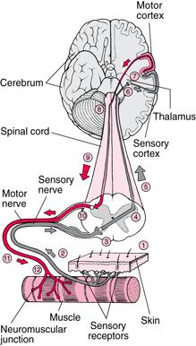 Neurons Structure & Function Nerve cells stimulate muscle cells, and thus control our movements.