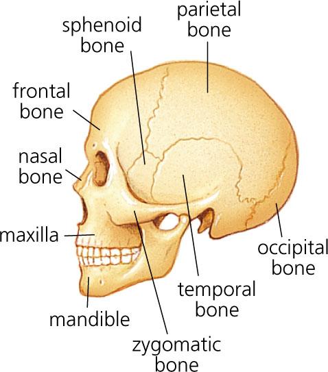 Axial Skeleton Lateral View of the Adult Skull Frontal bone