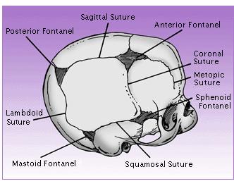 Axial Skeleton - Infant Skull Sagittal suture