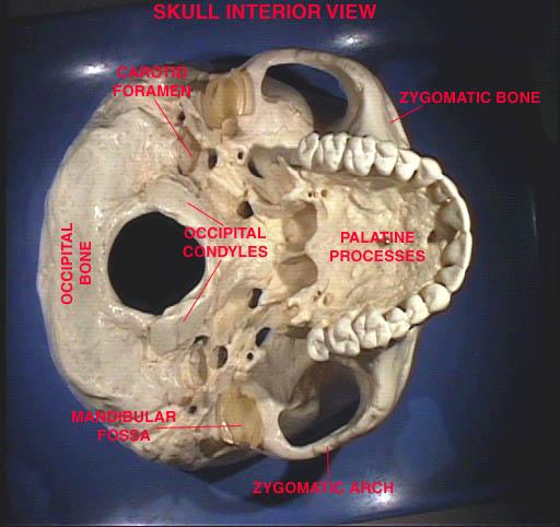 Axial Skeleton Inferior View of the Adult Skull Hard palate Zygomatic bone Sphenoid bone