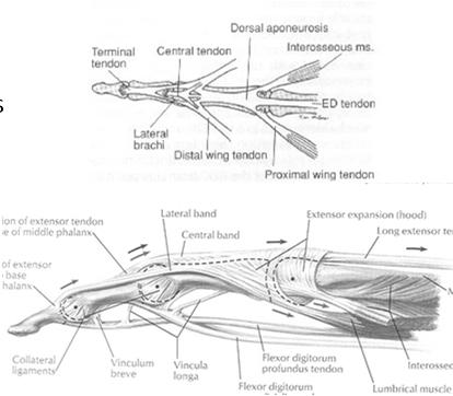 PIP joint and reunite into terminal tendon Extensor Mechanism
