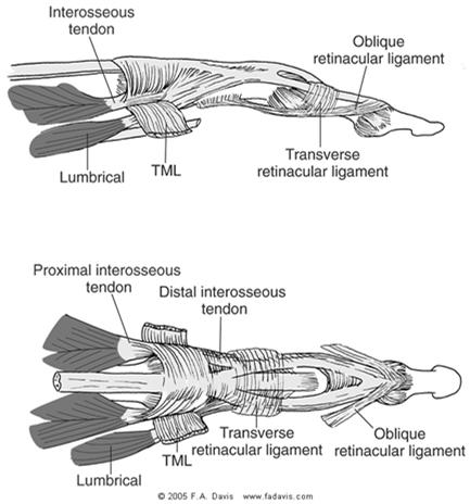 joint and dorsal to DIP joint Intrinsics contribute to the lateral