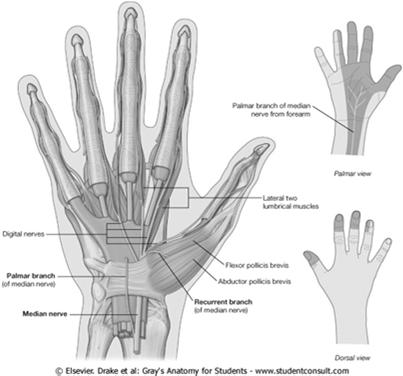 Nerves 3 peripheral nerves to hand Median Ulnar Radial Motor innervations Sensory innervations Lesion signs and symptoms Nerves