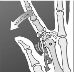 ligaments on stretch Test for ligament injury with MPJ in flexion