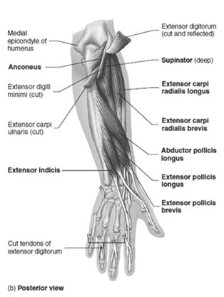 nerve Pad and Dab Lumbricals, Palmar (3) and Dorsal Interossei (4) ulnar nerve except 2
