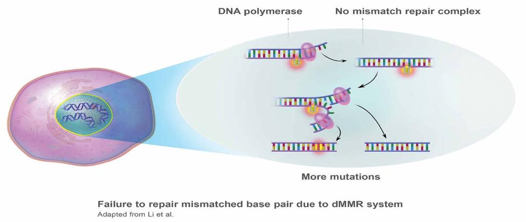 Deficient MMR (dmmr) Cell A deficient MMR (dmmr) system results in the persistence of DNA mismatches in microsatellites that may then be incorporated into the genetic code as mutations.