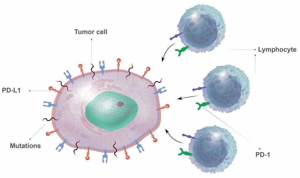 Tumors with a dmmr/msi-h system harbor hundreds to thousands of mutations, which stimulates the immune system.