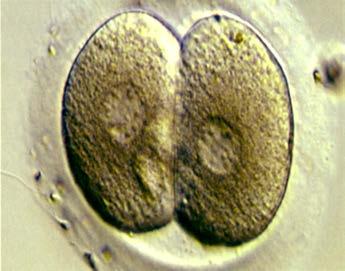 STEP 8: EMBRYO CULTURE AND