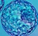 Blastocyst formation rate