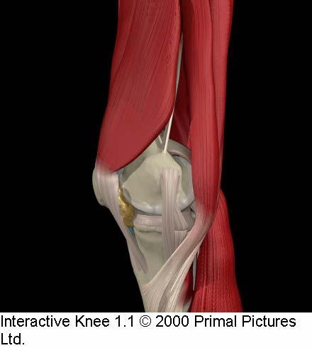 Medial Tibial Plateau Meniscus MCL Pes Anserine