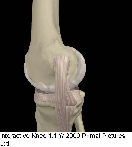 Medial Collateral Ligament Restrains valgus loading