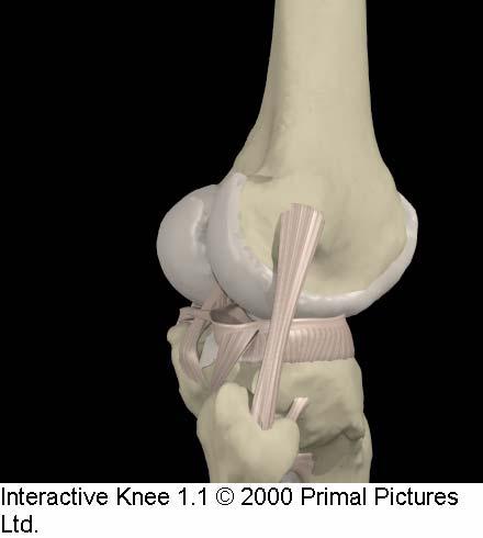 Lateral Collateral Ligament Resists