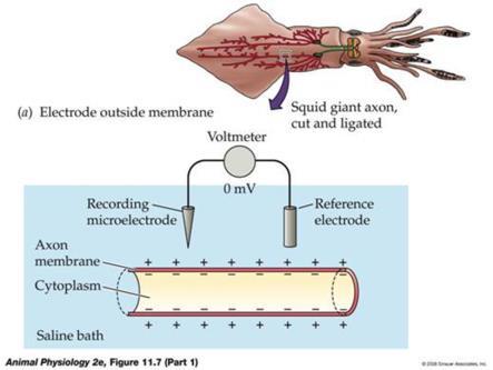 HOW NERVE CELLS FUNCTION 1. Excitable cells A. cells that can change membrane potentials 2. Resting potential A. the unexcited state B. voltage differences across the plasma membrane C.