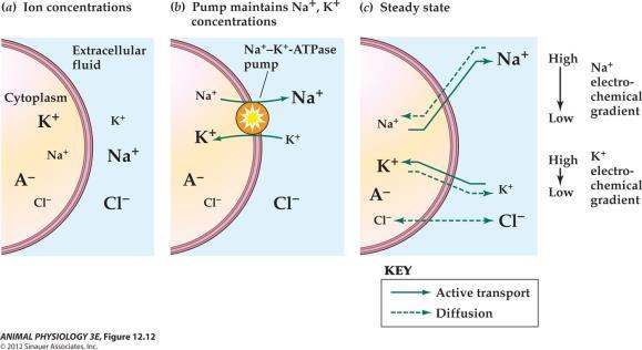 Fig 12.12b Ion pumps help maintain the concentration of major ions in intracellular and extracellular fluids 1. Active transport Na-K pumps 2.