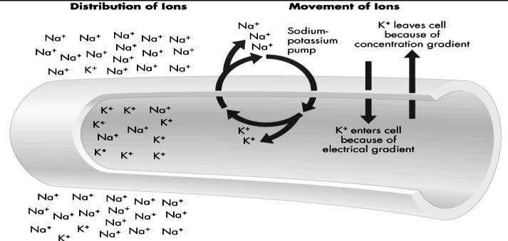 12.12c The sodium and potassium maintain a steady state for
