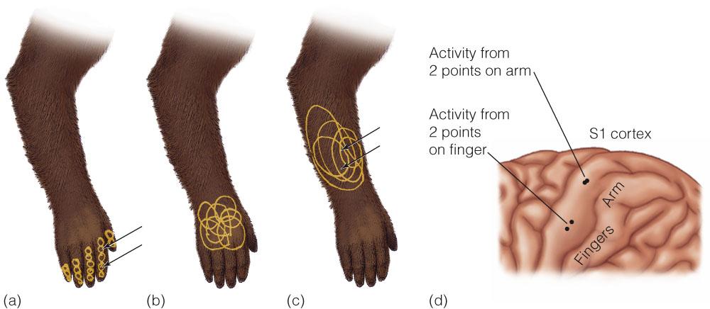 Figure 14.11 Receptive fields of monkey cortical neurons that fire (a) when the fingers are stimulated; (b) when the hand is stimulated; and (c) when the arm is stimulated.