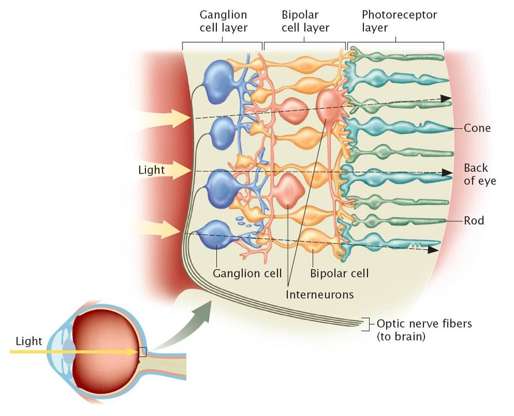 Photoreceptors ganglion cell Ganglion cell