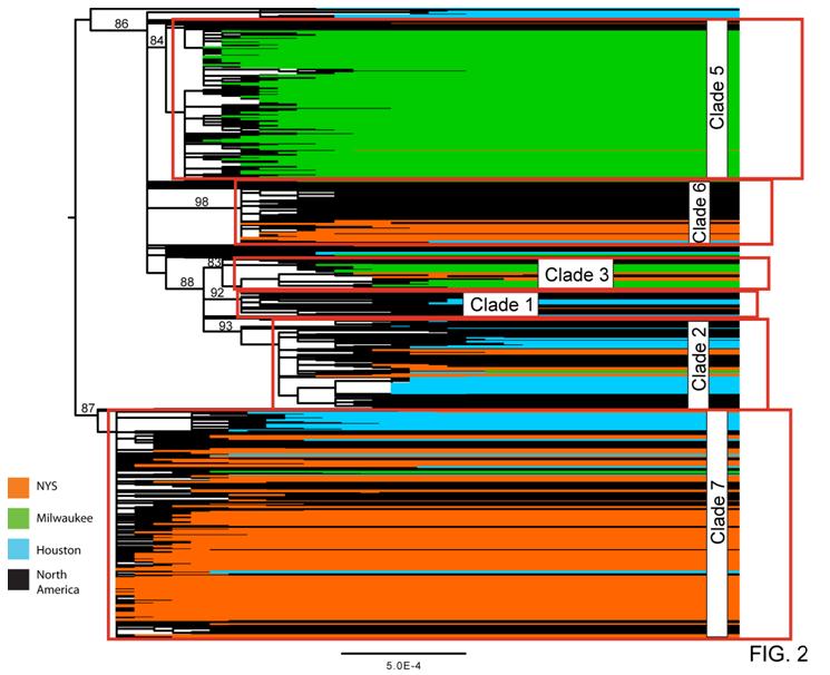 Diversity of H1N1/2009: Many strains co-circulate (but