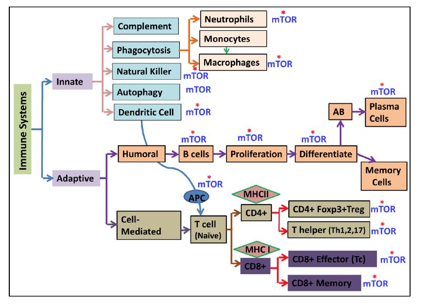 Interactions between mtor and