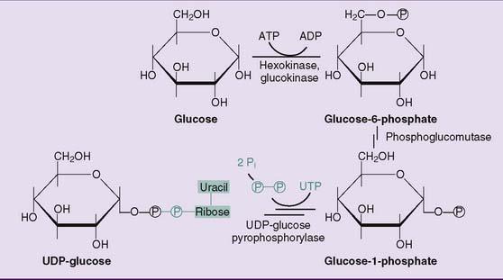 Glycogen exists as granules in the cytoplasm, those granules contain the enzymes that are responsible for the synthesis and degradation all together. Sugars activation mainly involves binding to UDP.