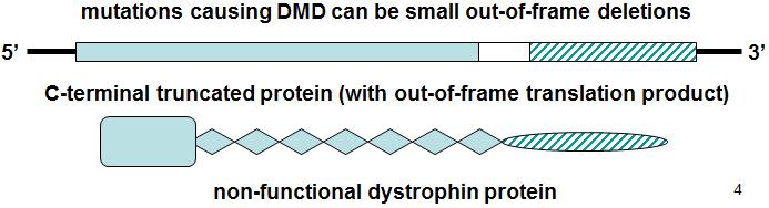 Duchenne muscular dystrophy (DMD) In contrast, in a case of DMD, a smaller out-of-frame deletion (the deletion is shown as a small white rectangle and the out-of-frame sequence is shown as a