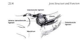 Joints Glenohumeral Acromioclavicular Last 3 Collectively