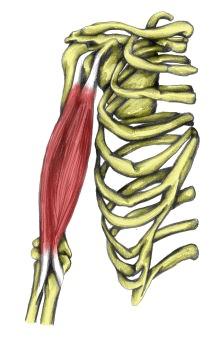 connection of muscle to other tissues Fascia is no where to