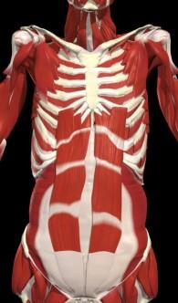 Current View of Anatomy Abdominals have few bony