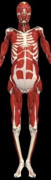 abdomen, through hip flexors & quads,