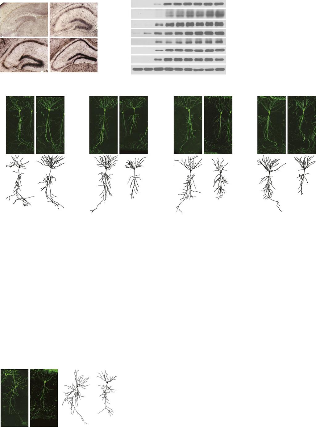 Number of branch points Number of dendritic branch points A P 2wk CA3 1wk 3mo CA1 DG B VGLUT1 PSD95 GluA1 GluN1 CaMKIIα CaMKIIβ Tubulin E18 P 1wk 2wk 3wk 1mo 2mo 3mo 6mo D E 4.