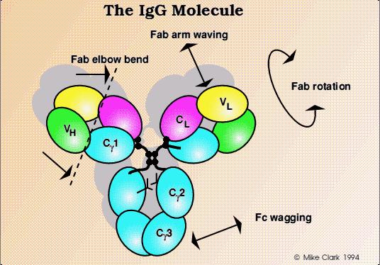 Each class also has certain unique biological and chemical properties A. IgG.