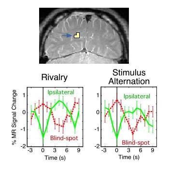 Binocular Rivalry in the Monocular V1 Blind-Spot Representation To probe the neural origins of binocular rivalry, we used fmri to target a relatively large monocular region of human V1 corresponding