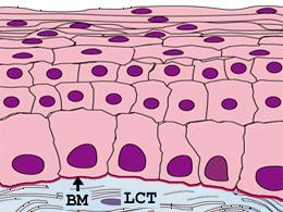 Stratified epithelia Stratified squamous- most common