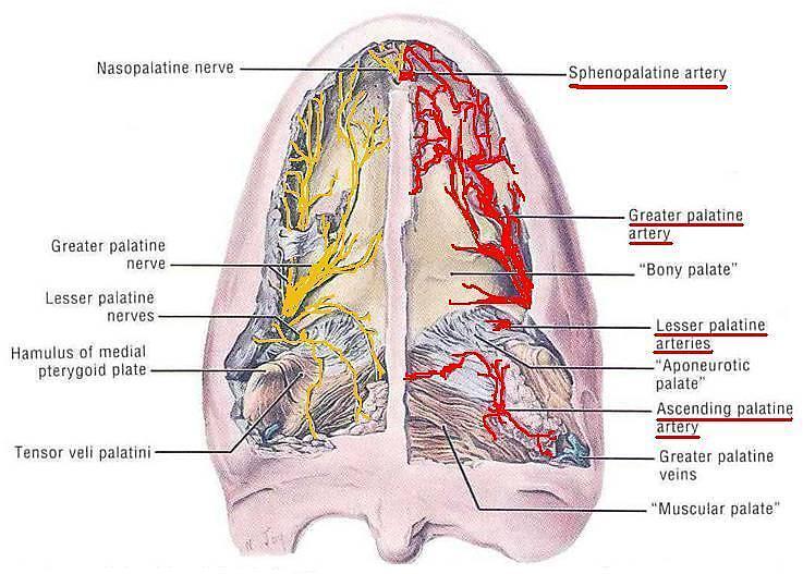Blood Supply Branches of the maxillary artery Greater palatine Lesser palatine Sphenopalatine