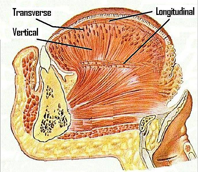 Intrinsic tongue muscles Inferior Longitudinal: moves tip up & down Superior Longitudinal: