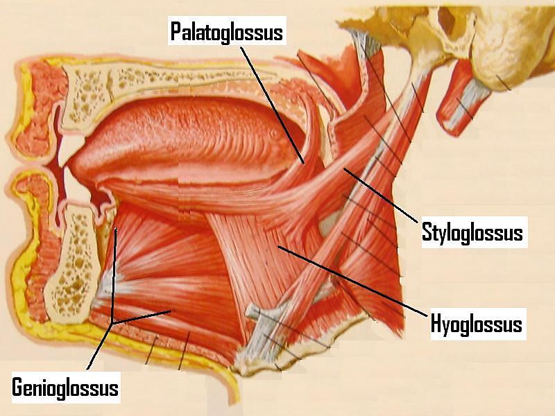 Extrinsic tongue muscles Styloglossus: Pulls