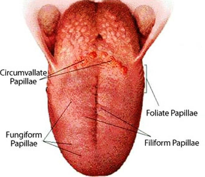 Papillae