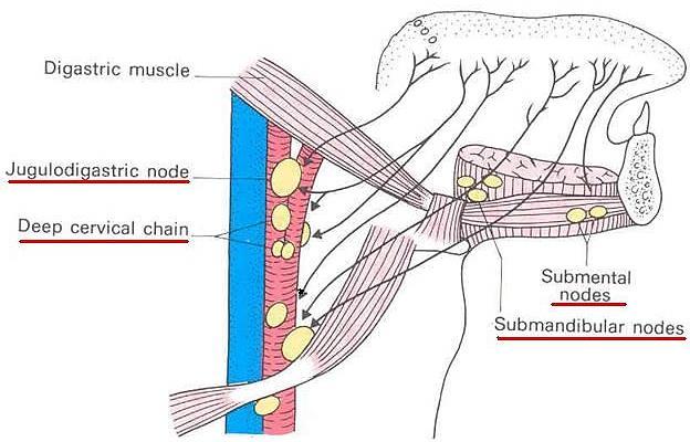 Lymphatic Drainage Tip: Submental nodes bilaterally & then deep cervical nodes Anterior two third:
