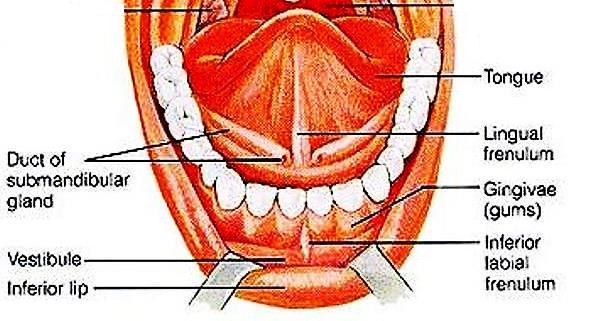 Floor of mouth Each sublingual compartment contains submandibular