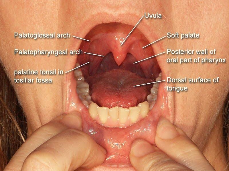 SOFT PALATE MOVABLE PORTION AND IS ATTACHED TO THE HARD PALATE