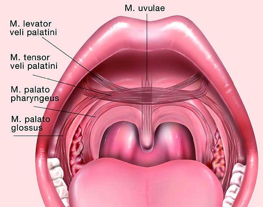 Muscles of Palate raises the uvula brings soft palate in contact with posterior pharyngeal