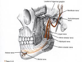 Grover PS & Lorton L, Bifid mandibular nerve as a possible