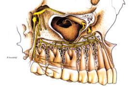 superior alveolar nerve block The AMSA palatal approach (P-AMSA