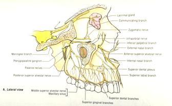 (tear) gland Liebgott, The Anatomical Basis of Dentistry,